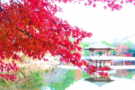 奈良公園　紅葉　見頃